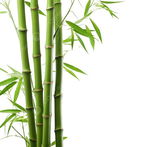 rsitrhgf8oy -site:youtube.com|Rocket Bamboo .